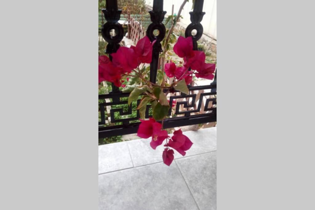 Meandros Apartment Garden View Скопелос Екстер'єр фото